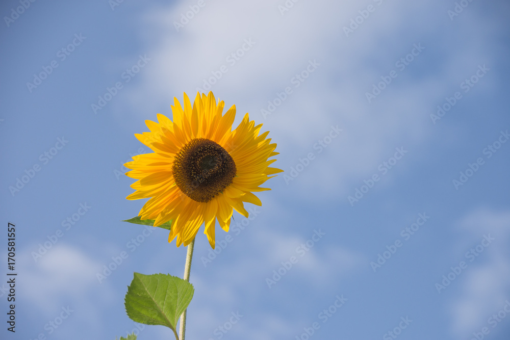 Einzelne Sonnenblume vor blauem Himmel Einzelne Sonnenblume vor blauem Himmel