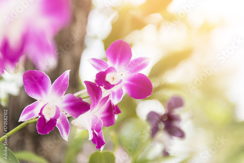 Beautiful orchid flower with sunlight natural background, copy space.