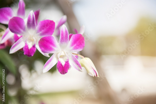 Beautiful orchid flower with sunlight natural background.