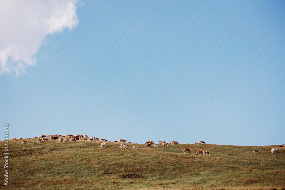 Obraz premium Cows quietly enjoying the fresh summer grass of the meadow.