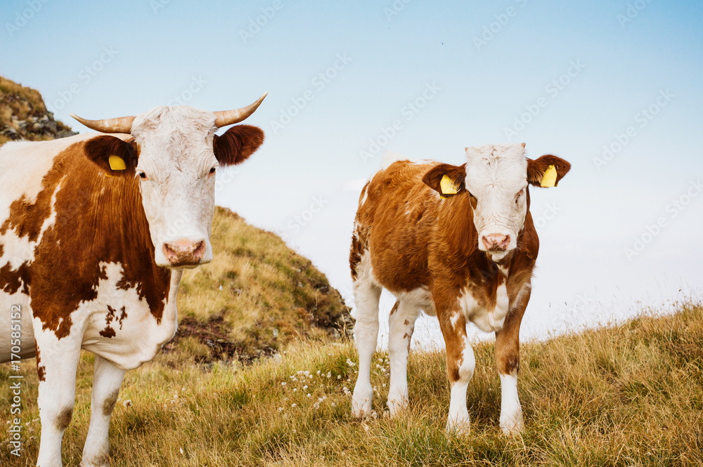 Cows standing on a green field and looking to a camera