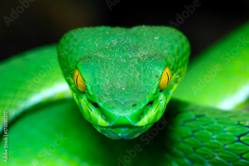 Canvas Print Front view Large-eyed Green Pitviper (Trimeresurus macrops)(focus on the eye sha