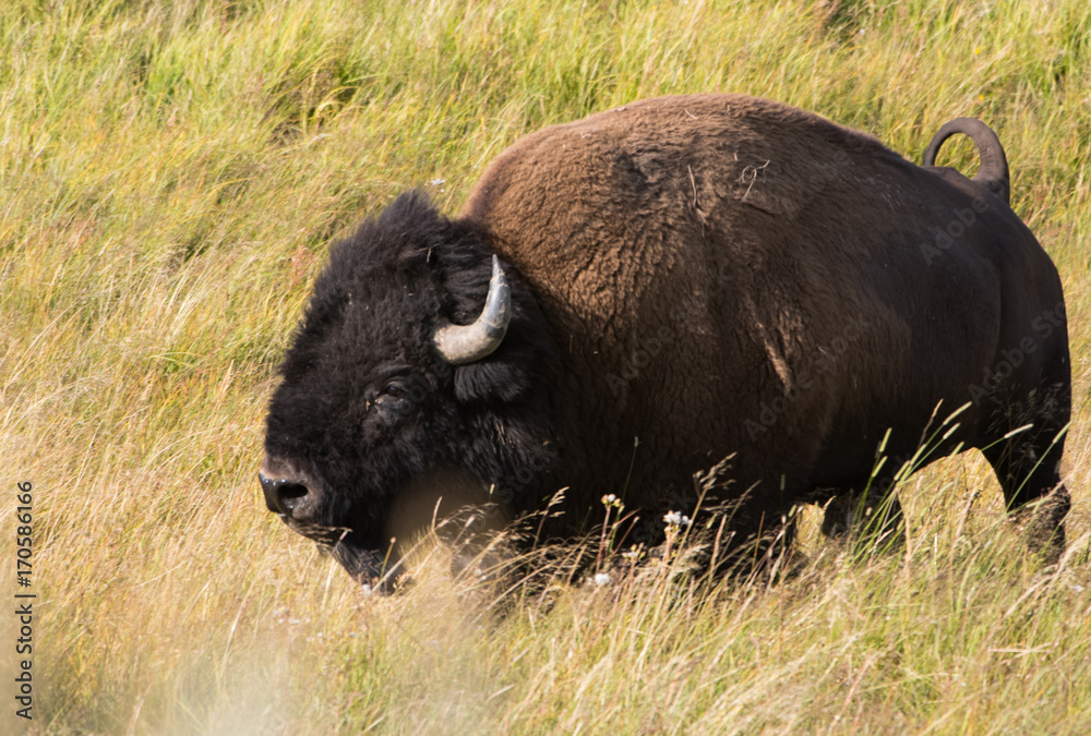 An American Bull Bison (Buffalo) calling out the the heard at Yellowstone National Park, WY. An American Bull Bison (Buffalo) calling out the the heard at Yellowstone National Park, WY.