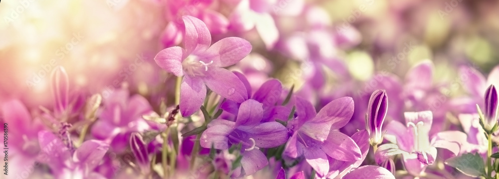 Purple flowers in meadow close-up, selective focus on flowers