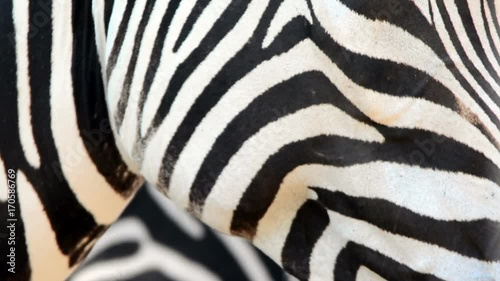 zebra eye close-up in zoo, Bioparco, Rome, Italy