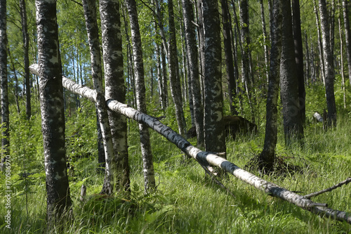 a birch grove in the summer and a fallen tree photo