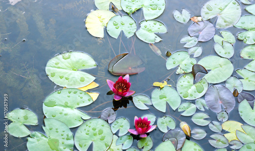 Beautiful pond with water lilies in Orestad district, Copenhagen, Denmark photo