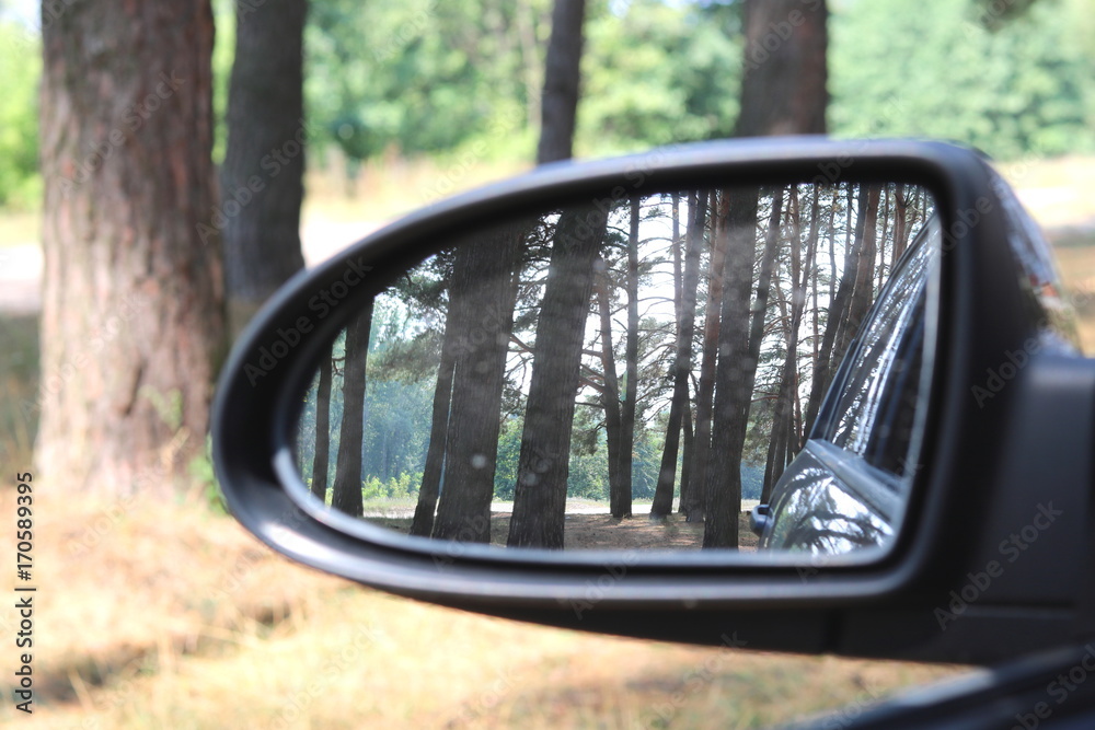 Lateral car mirror with picture of summer pine forest close-up Lateral car mirror with picture of summer pine forest close-up
