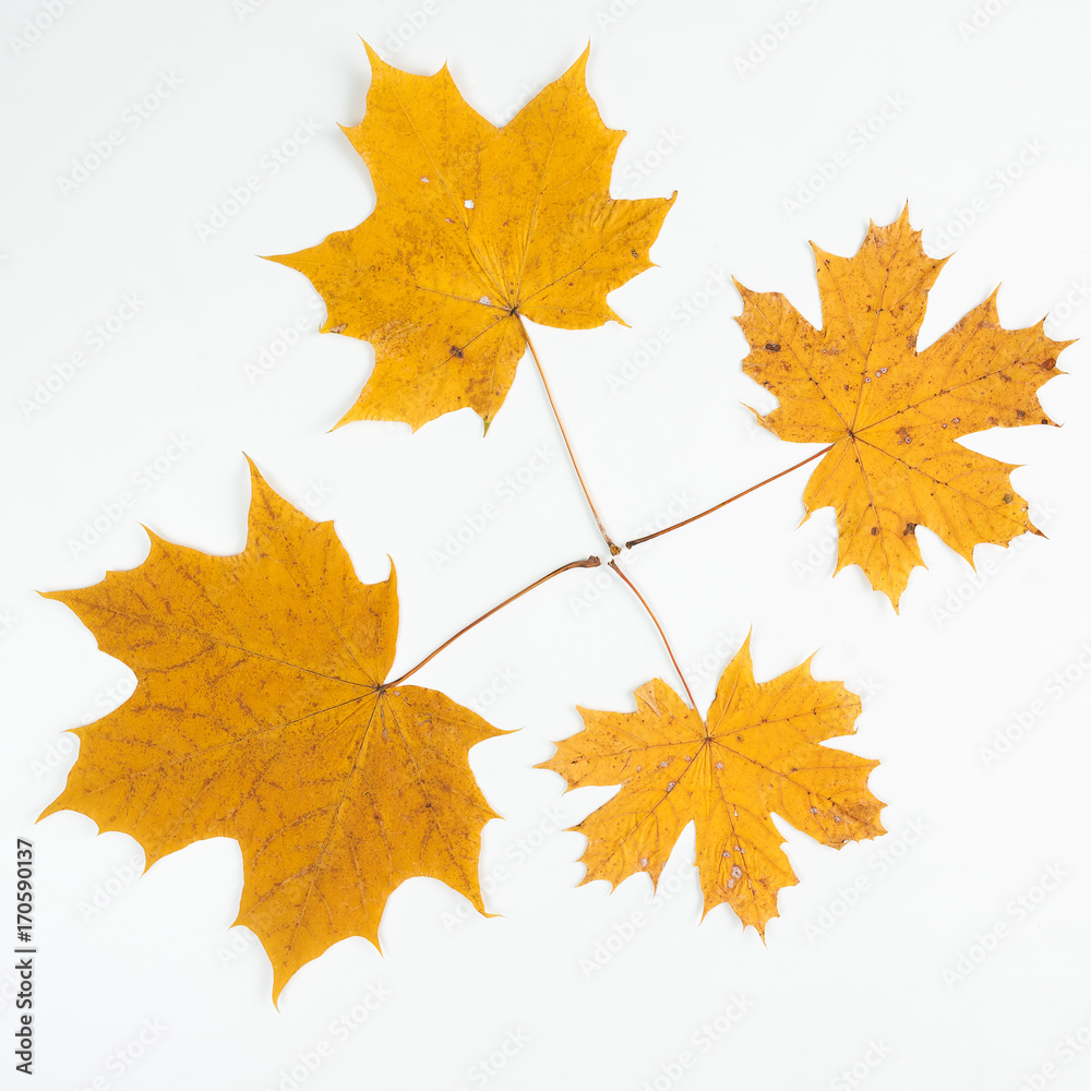 Autumn leaves Autumn leaves