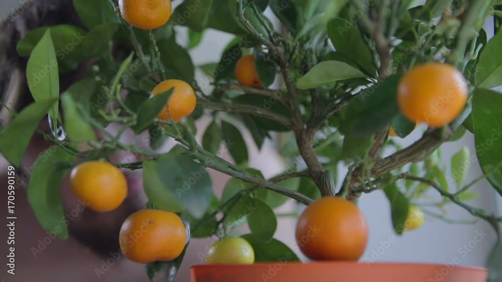 Man picked oranges from tree in the house Man picked oranges from tree in the house