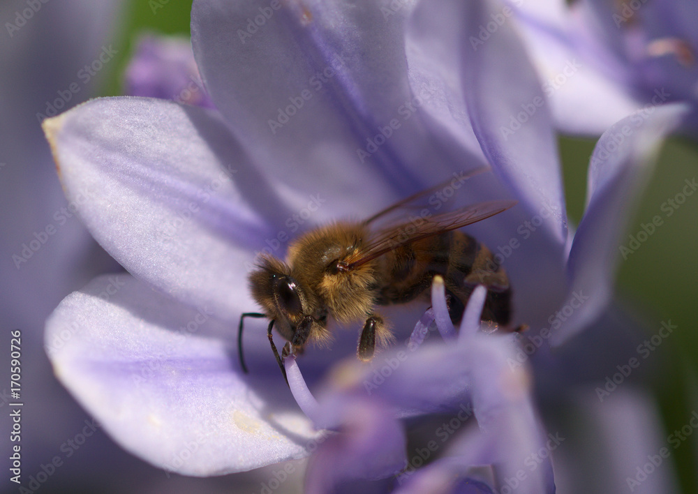 Biene bei der Arbeit Biene bei der Arbeit