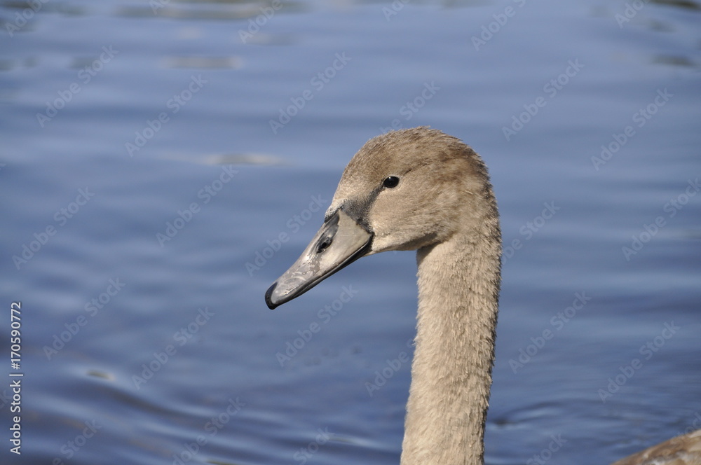 young swan closeup young swan closeup