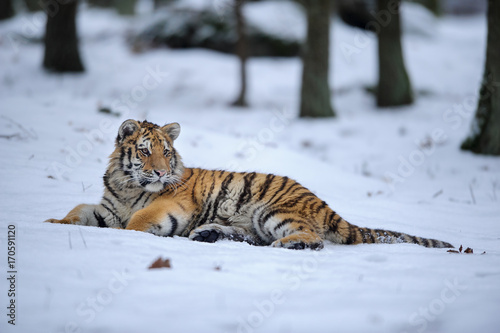 Amur tiger lying on snow