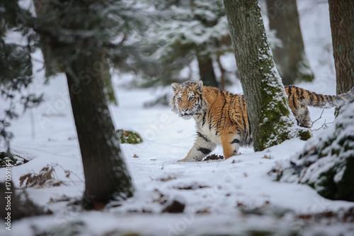 Siberian tiger walking in forest © Stanislav Duben