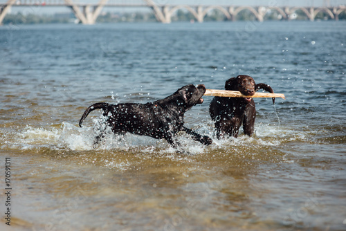 two cheerful brown labradors play in water