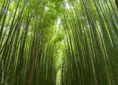 Bamboo Forest in Japan  Arashiyama  Kyoto