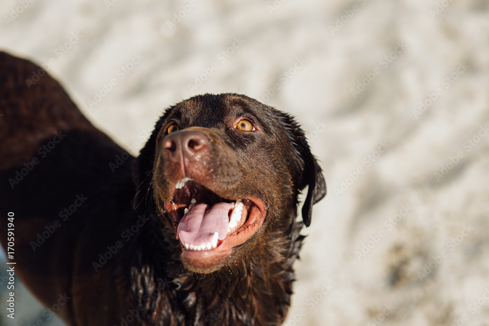 cheerful brown labrador sit through the sand