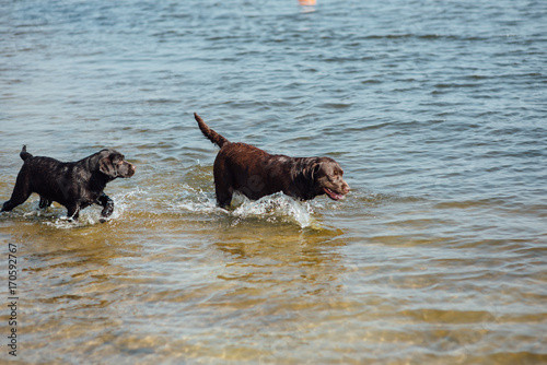 two cheerful brown labradors play in water