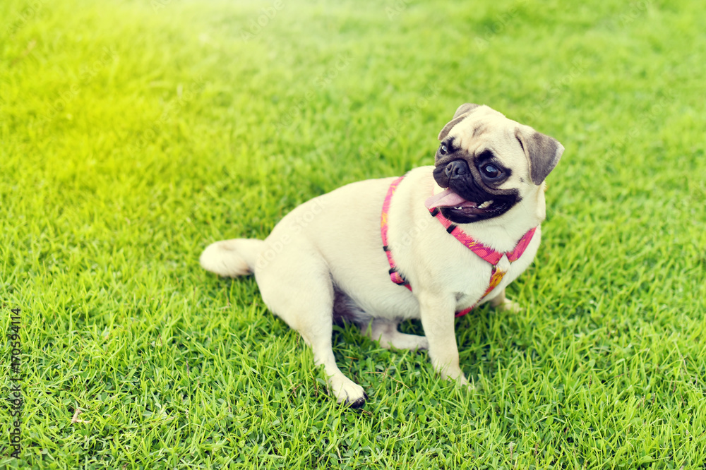 Cute fat Pug playing alone in garden