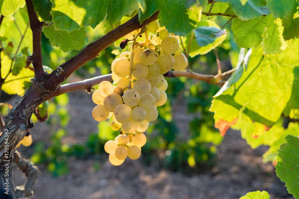 Fototapeta premium Bunch of Golden grapes hanging on vine stock at wine yard, plantation in Spain