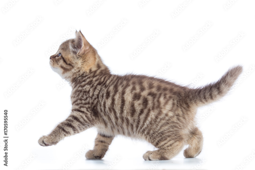 Young cat side view. Walking tabby kitten isolated on white