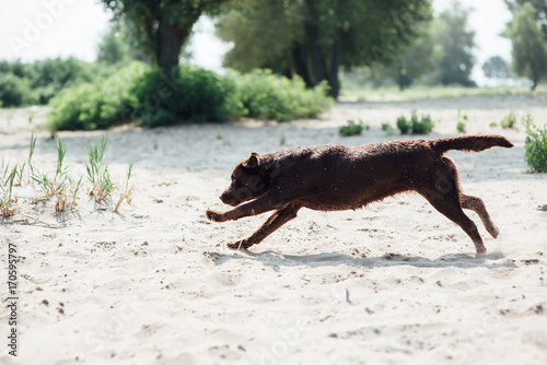 cheerful brown labrador runs through the sand