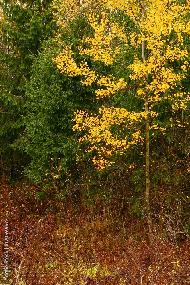 Fototapeta premium Sad autumn landscape