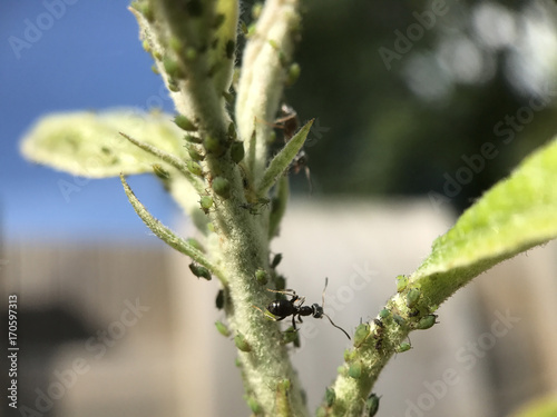 Ant on a plant © TravelTelly