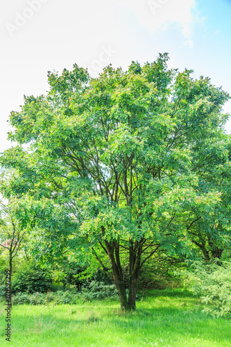 Solitaire  multi-trunk Amur tree maackia amurensis  in park landscape