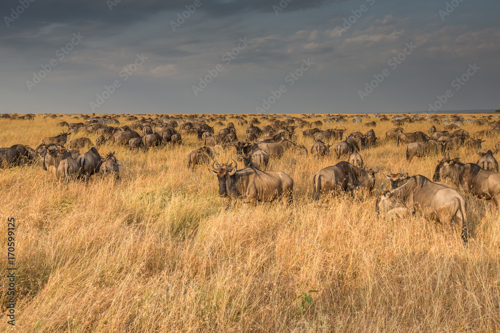 Obraz premium Wildebeest migration. The herd of migrating antelopes goes on dusty savanna. The wildebeests, also called gnus or wildebai, are a genus of antelopes, Connochaetes.