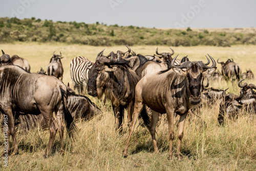 Fototapeta Naklejka Na Ścianę i Meble -  Wildebeest migration. The herd of migrating antelopes goes on dusty savanna. The wildebeests, also called gnus or wildebai, are a genus of antelopes, Connochaetes.