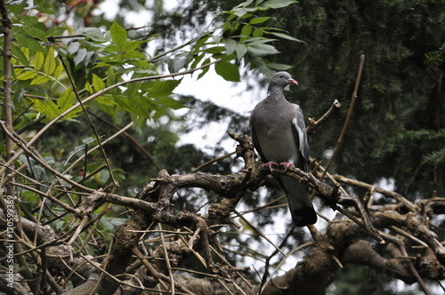 pigeon