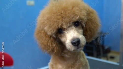 Puppy of apricot poodle on blue background looks at camera, slow motion