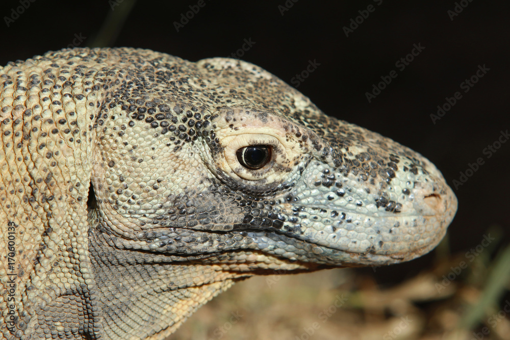 Obraz premium Komodowaran oder Komododrache (Varanus komodoensis)