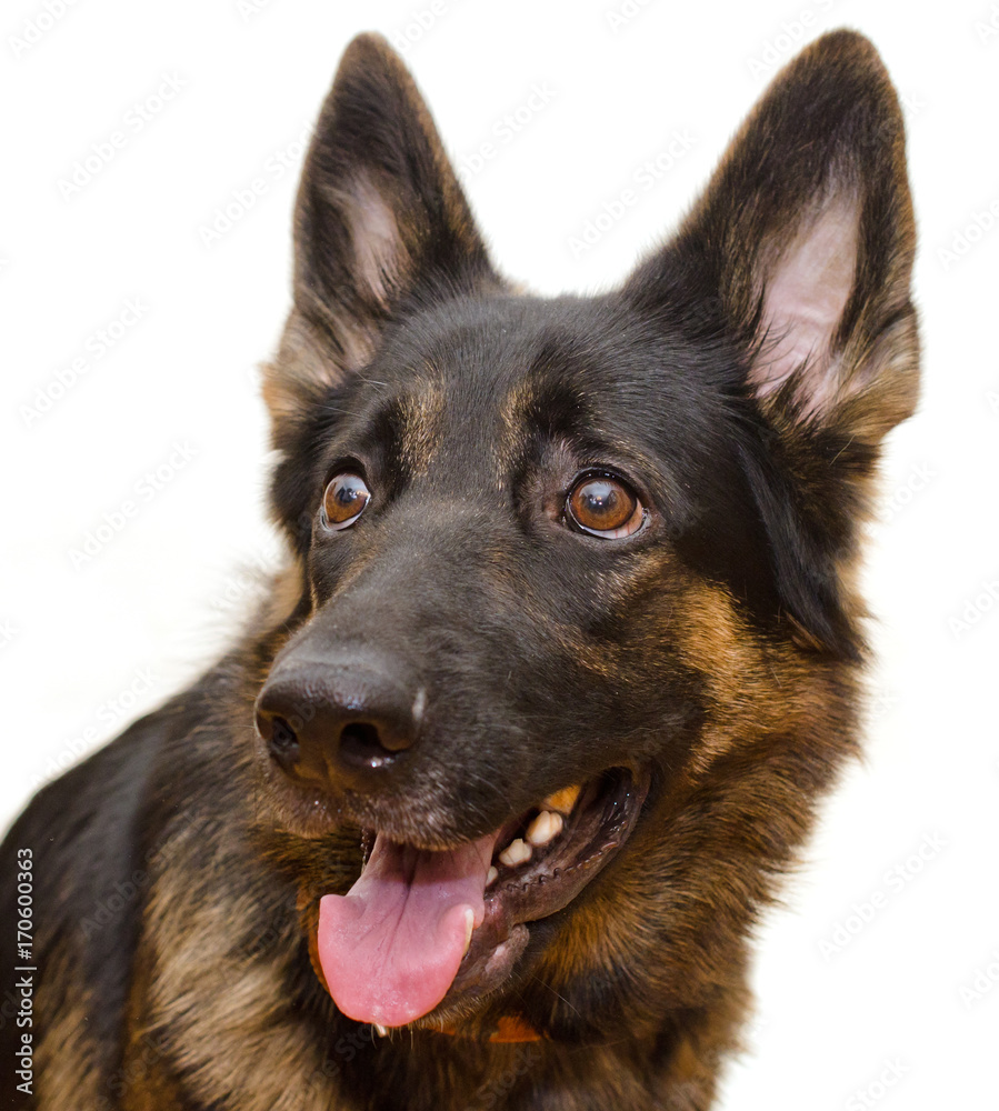 Cute German shepherd with a funny expression (isolated on white), selective focus on the dog eyes