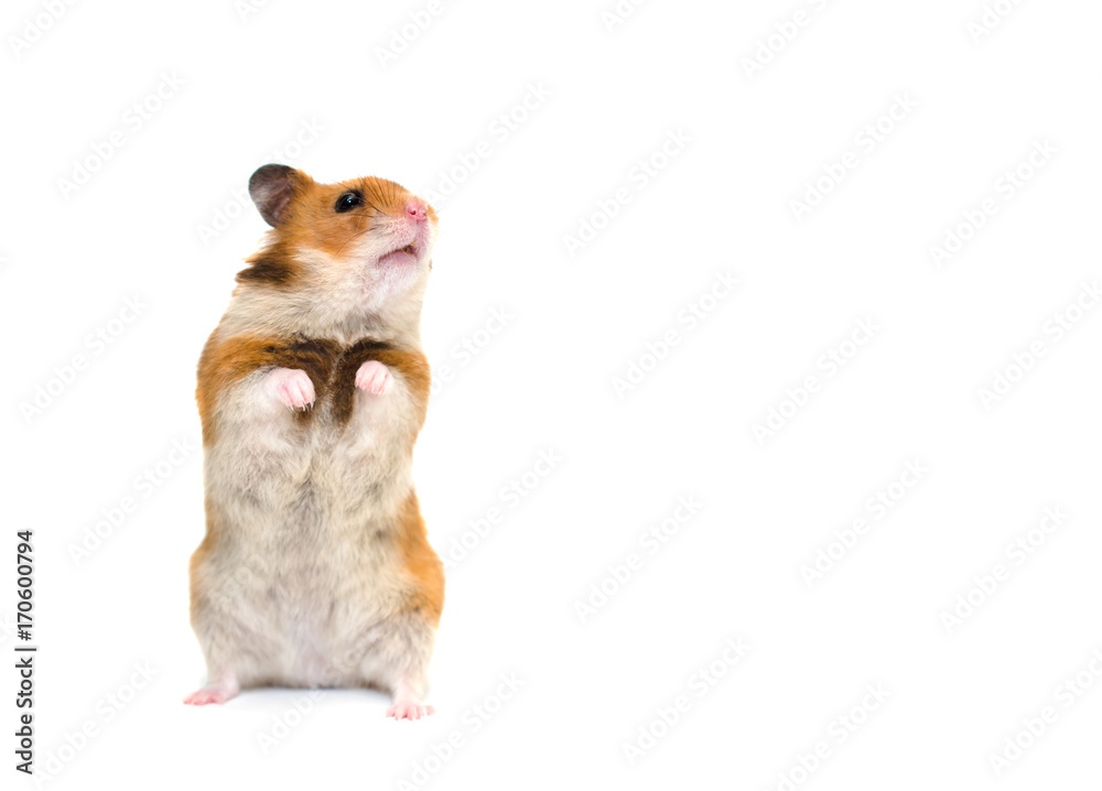 Cute Syrian hamster standing on its hind legs and looking sideward with  attention (isolated on white), with copy space on the right Stock Photo |  Adobe Stock