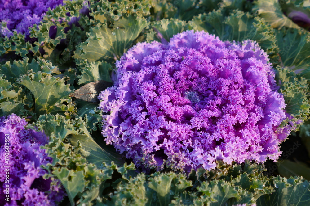 Purple cabbage in the garden, macro shot. Red cabbage autumn vegetables. Harvesting of violet salad. Fresh purple salad leaves. Colorful vegetables in the autumn garden. 