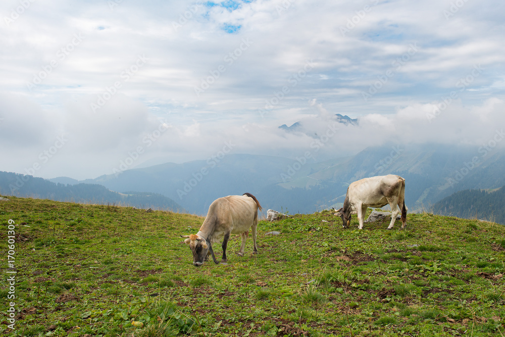 Cows grazing in the Bergamo mountains in italy Cows grazing in the Bergamo mountains in italy
