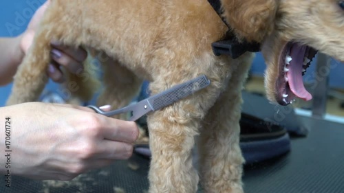 Haircut dog hair of puppy apricot poodle in pet salon. Slow motion