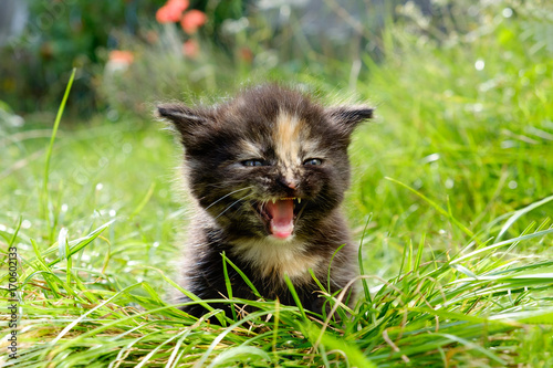 adorable meowing tabby kitten outdoors