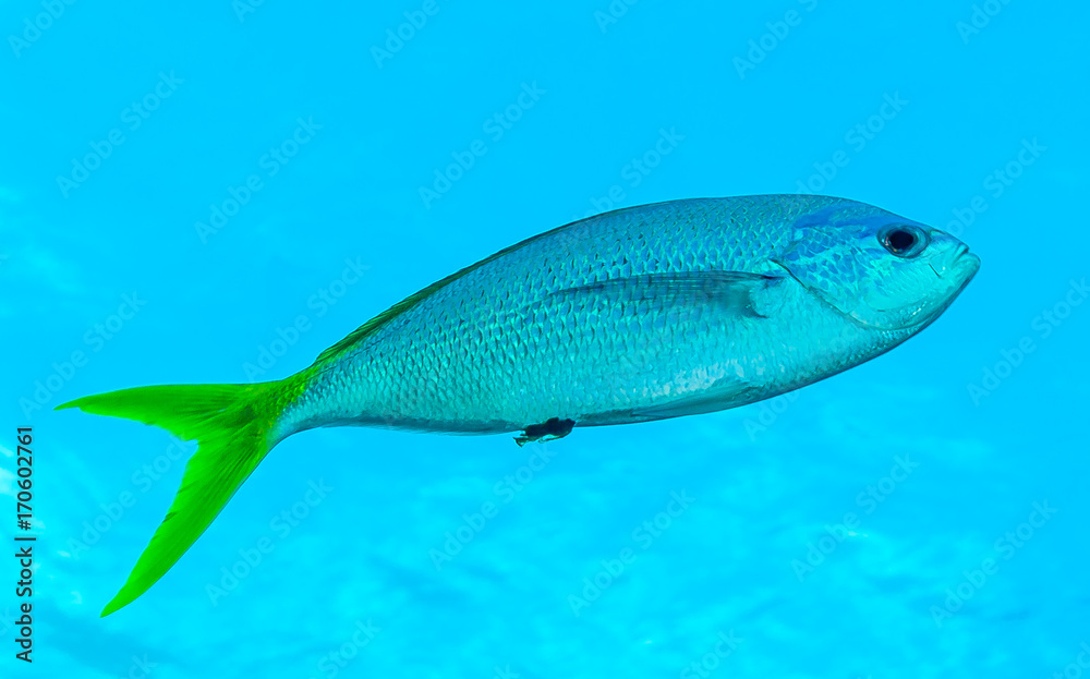 Fischportrait Fischportrait