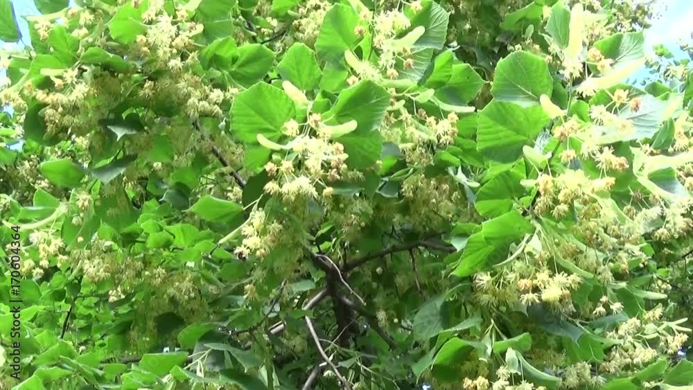 Linden leaves and flowers with wind blowing close up. Tilia. Linden leaves and flowers with wind blowing close up. Tilia.