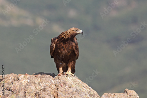 golden eagle photo from photo hide in spain turia hdes