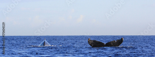 whale in Reunion Island
