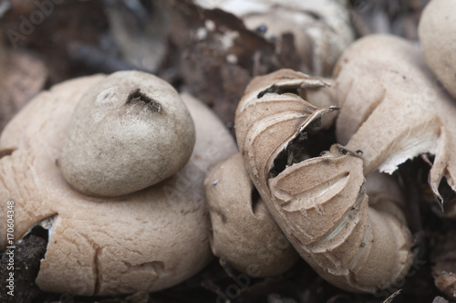 Fringed earthstar (Geastrum fimbriatum) photo