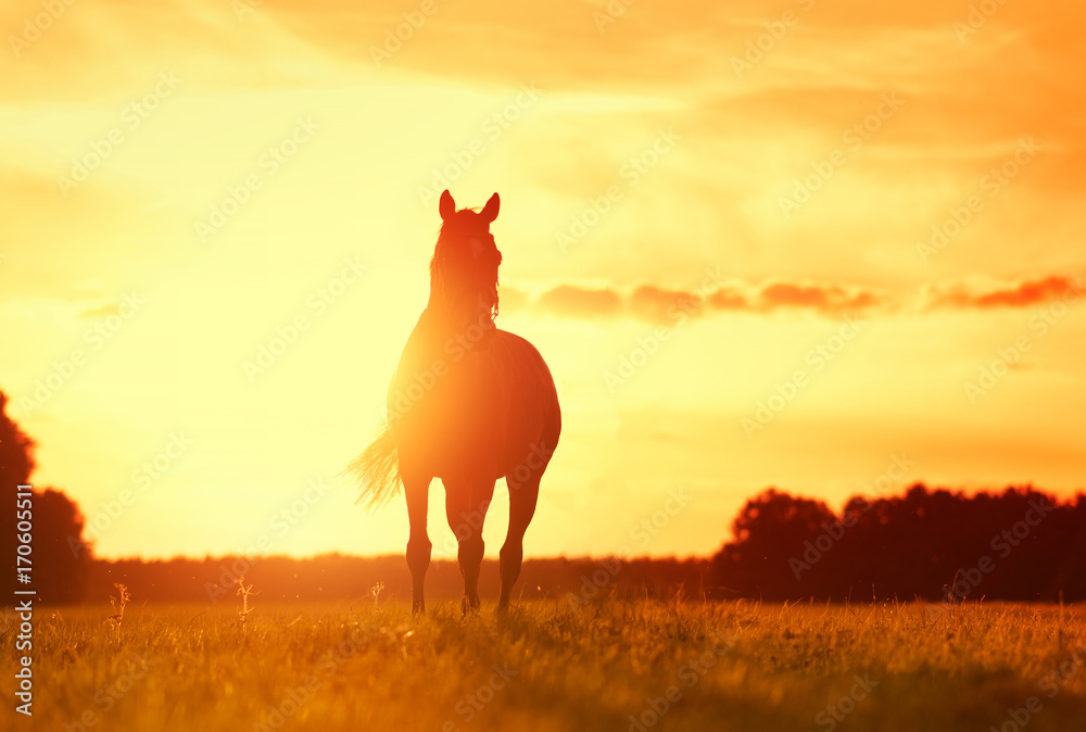 Fototapeta premium Koń w zachodzie słońca