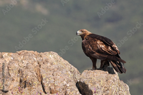 Golden eagle on the alps