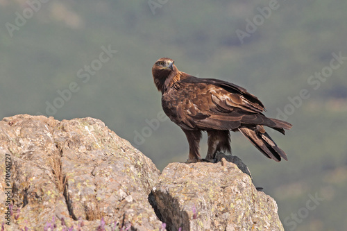 Golden eagle on the alps