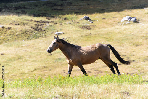 Horse running freely in pasture © Roberta Canu