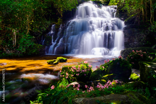 Waterfall with silky foam in deep rain forest with moss and flowers foreground Pitsanulok Thailand.